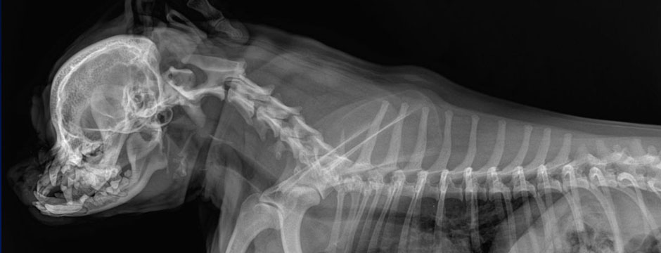 Associated-X-Ray-Veterinary-header