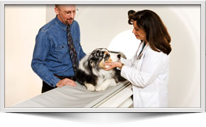 Veterinary Imaging